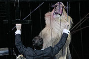 Martin Lacey jr. und die große Löwenschau (Fotzo: Martin Schmitz)